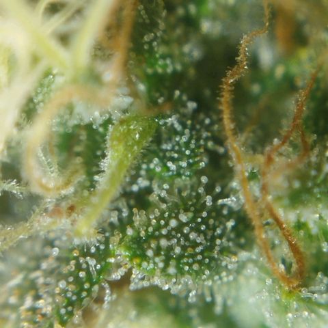 Tangie Feminized growlog timeline photo