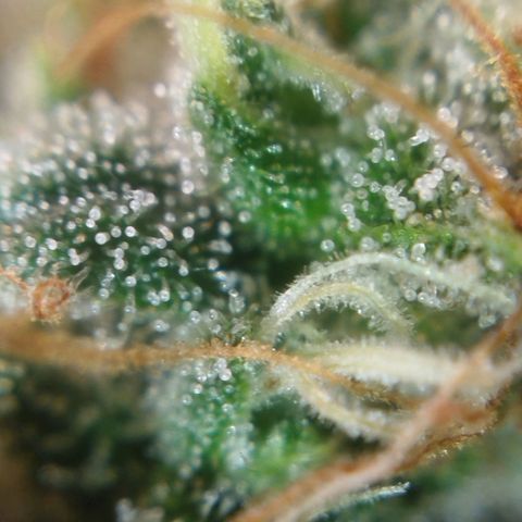 Tangie Feminized growlog timeline photo