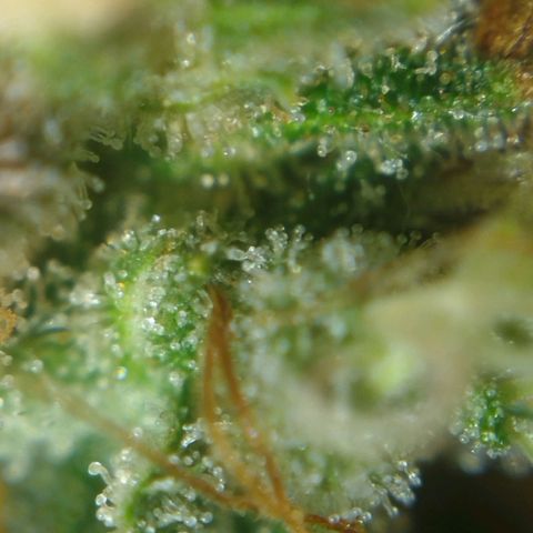 Tangie Feminized growlog timeline photo