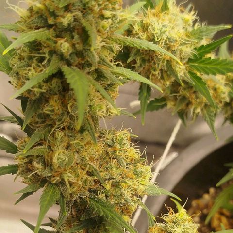 Tangie Feminized growlog timeline photo