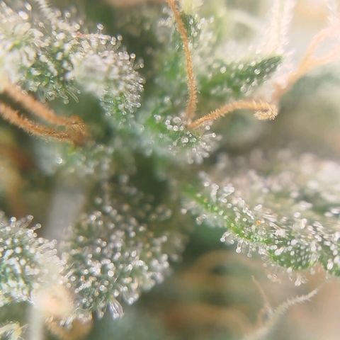 Tangie Feminized growlog timeline photo