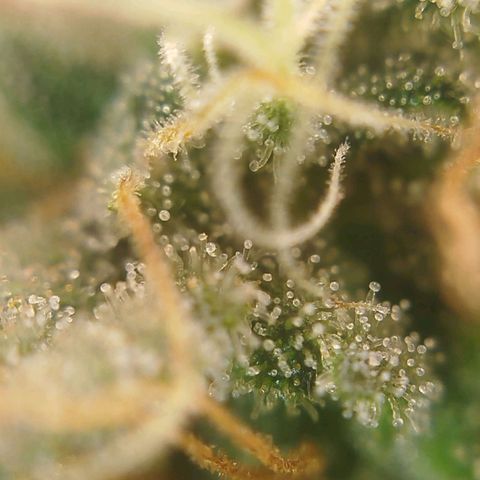 Tangie Feminized growlog timeline photo