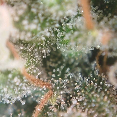 Tangie Feminized growlog timeline photo