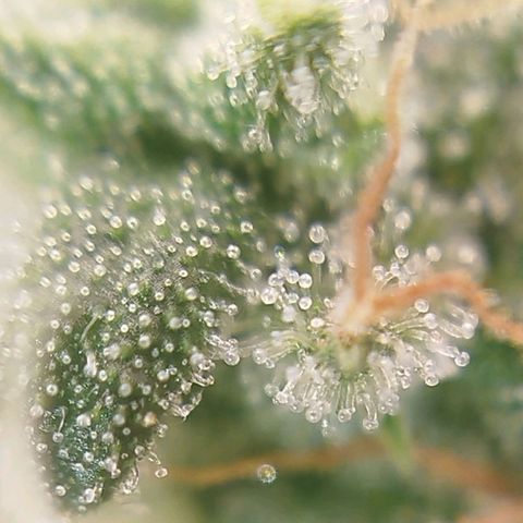 Tangie Feminized growlog timeline photo
