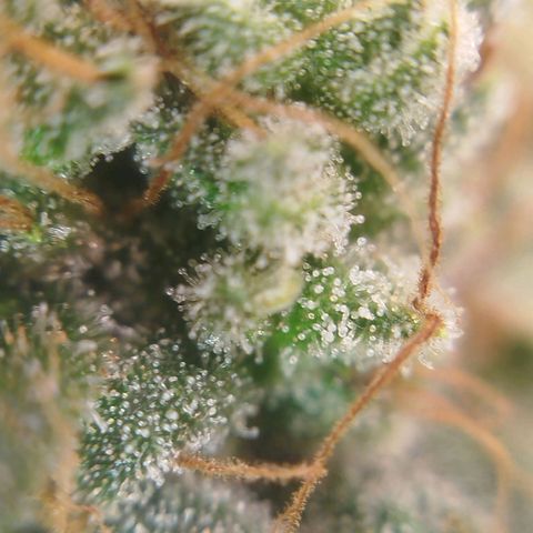 Tangie Feminized growlog timeline photo