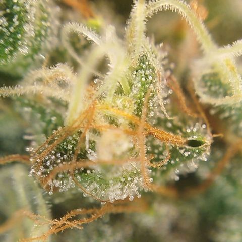 Tangie Feminized growlog timeline photo