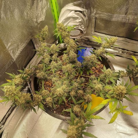 Tangie Feminized growlog timeline photo