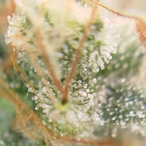 Tangie Feminized growlog timeline photo