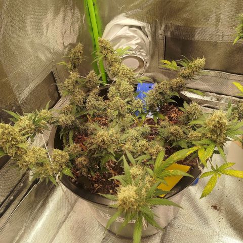 Tangie Feminized growlog timeline photo