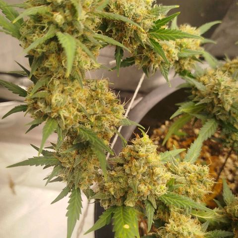Tangie Feminized growlog timeline photo