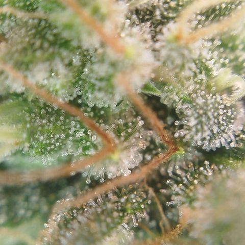 Tangie Feminized growlog timeline photo