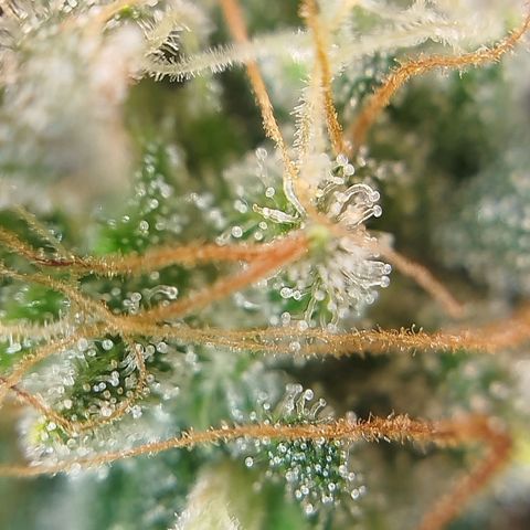 Tangie Feminized growlog timeline photo