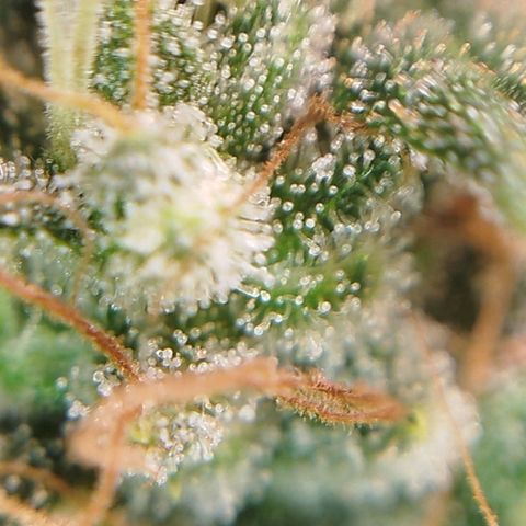 Tangie Feminized growlog timeline photo