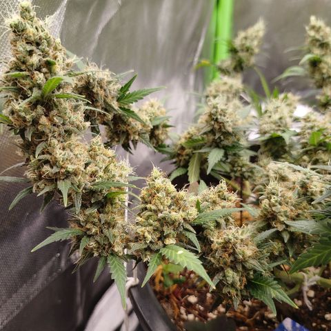 Tangie Feminized growlog timeline photo