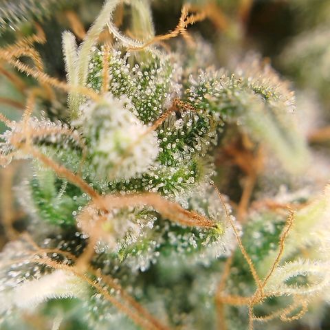 Tangie Feminized growlog timeline photo