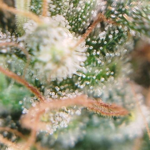 Tangie Feminized growlog timeline photo
