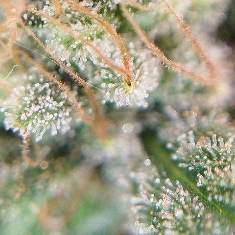 Tangie Feminized growlog timeline photo