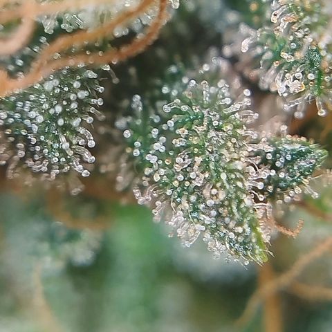 Tangie Feminized growlog timeline photo