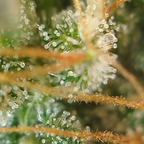 Tangie Feminized growlog timeline photo