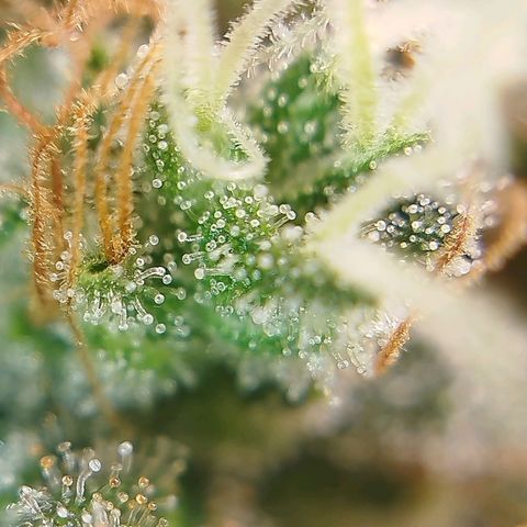 Tangie Feminized growlog timeline photo
