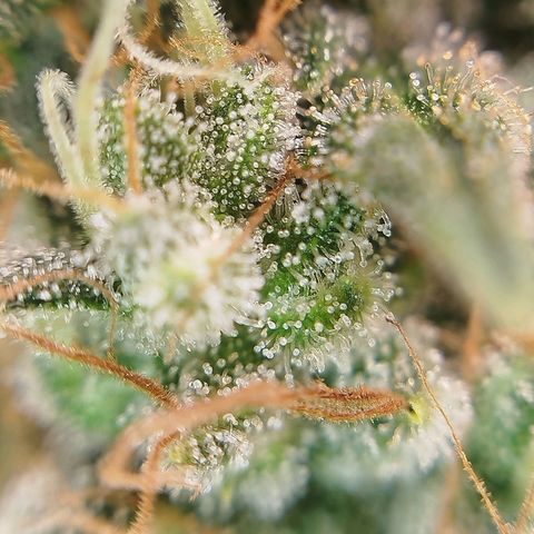 Tangie Feminized growlog timeline photo