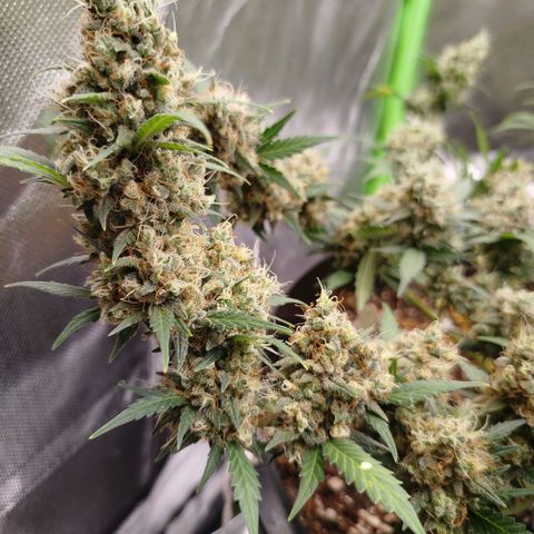 Tangie Feminized growlog timeline photo