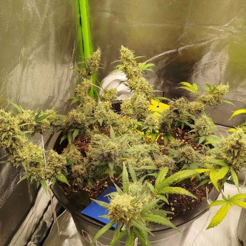 Tangie Feminized growlog timeline photo