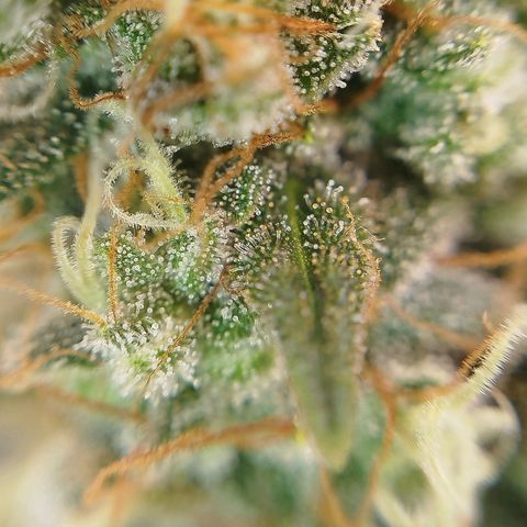 Tangie Feminized growlog timeline photo