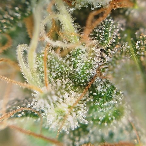Tangie Feminized growlog timeline photo