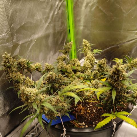 Tangie Feminized growlog timeline photo