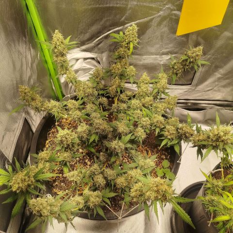 Tangie Feminized growlog timeline photo