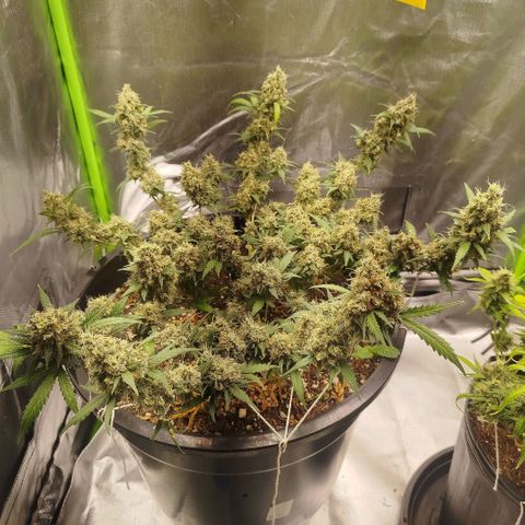 Tangie Feminized growlog timeline photo