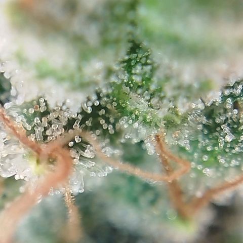 Tangie Feminized growlog timeline photo
