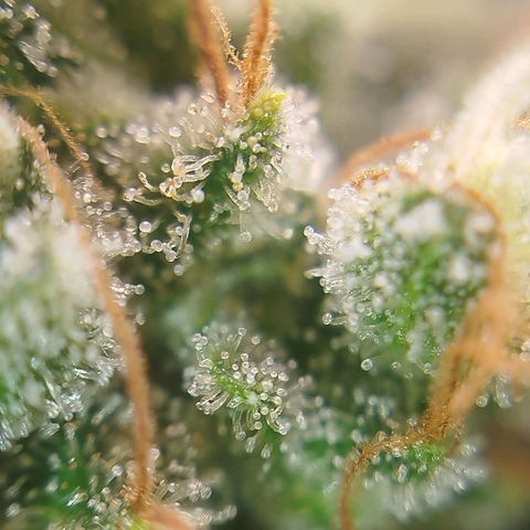 Tangie Feminized growlog timeline photo