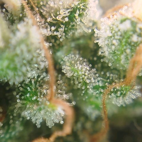 Tangie Feminized growlog timeline photo