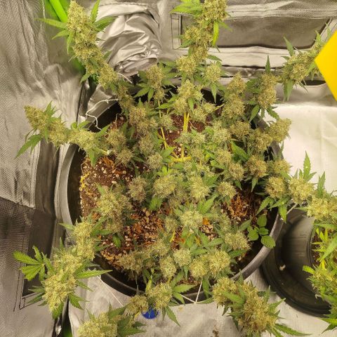 Tangie Feminized growlog timeline photo