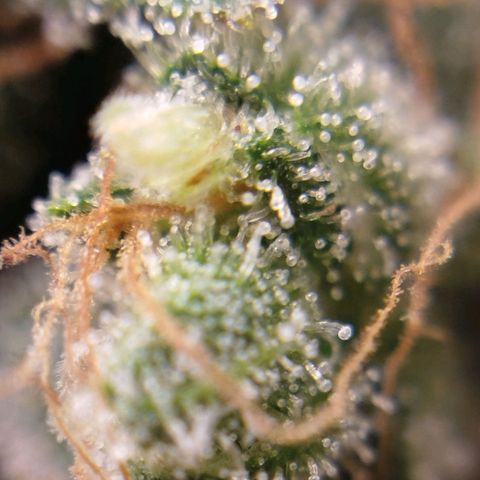 Tangie Feminized growlog timeline photo