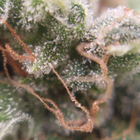 Tangie Feminized growlog timeline photo