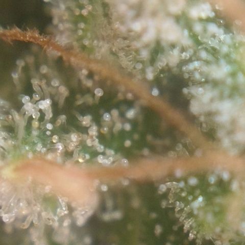 Tangie Feminized growlog timeline photo