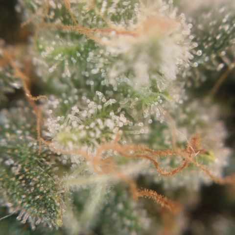 Tangie Feminized growlog timeline photo