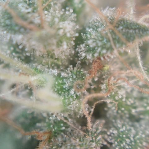 Tangie Feminized growlog timeline photo