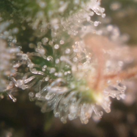 Tangie Feminized growlog timeline photo