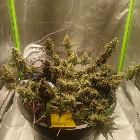 Tangie Feminized growlog timeline photo