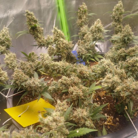 Tangie Feminized growlog timeline photo