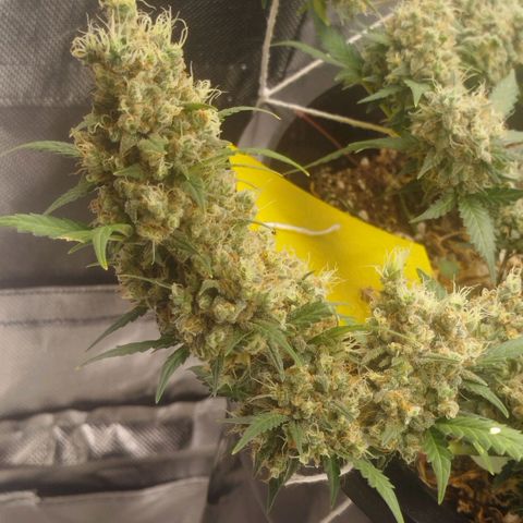 Tangie Feminized growlog timeline photo