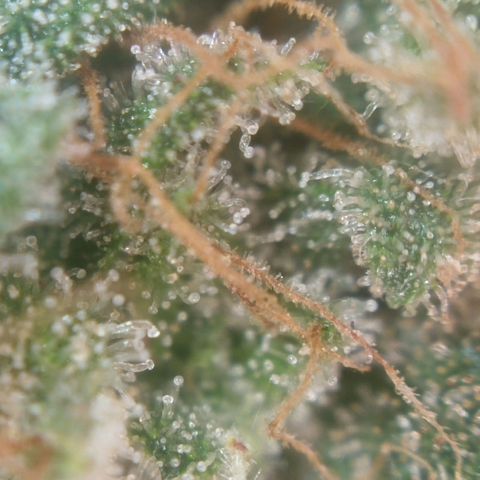 Tangie Feminized growlog timeline photo