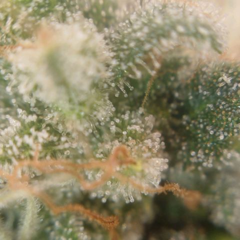 Tangie Feminized growlog timeline photo