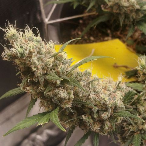 Tangie Feminized growlog timeline photo