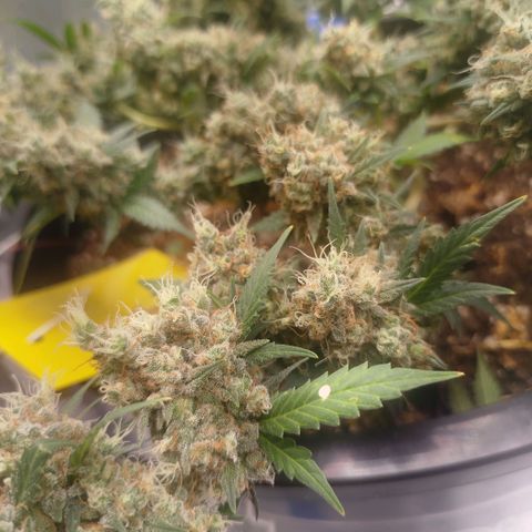 Tangie Feminized growlog timeline photo