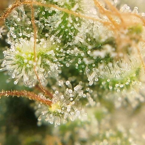 Tangie Feminized growlog timeline photo